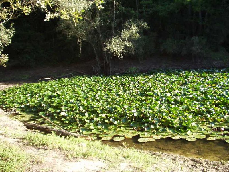 D39 Laghetto-Ninfee.JPG - LAGO DELLE NINFEE LOCALITA POGGIO VALICAIA